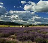 pic for lavender farm 